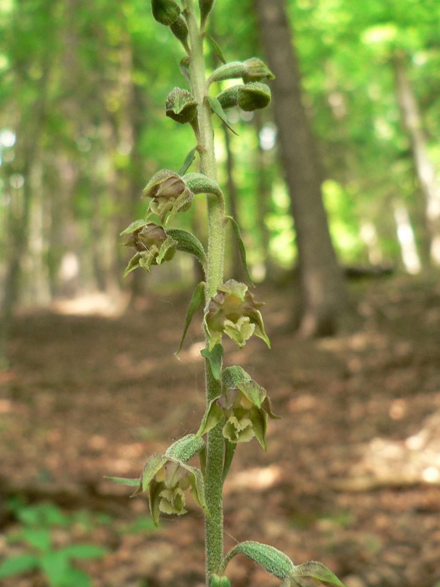 Epipactis microphylla